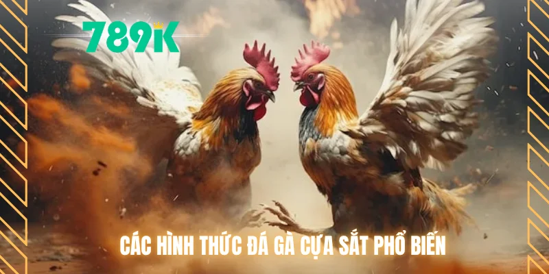 Các hình thức đá gà cựa sắt phổ biến