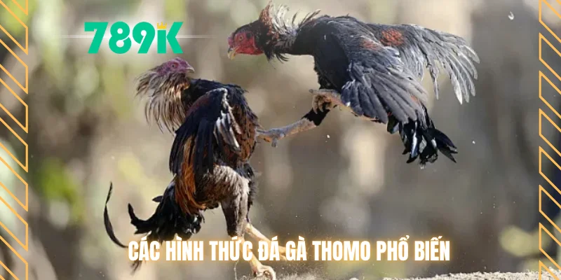 Các hình thức đá gà Thomo phổ biến