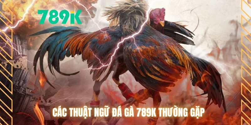 Các thuật ngữ đá gà 789K thường gặp