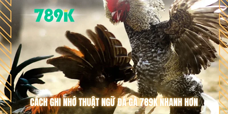 Cách ghi nhớ thuật ngữ đá gà 789K nhanh hơn